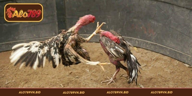 Phân Tích Phả Hệ Gà Chọi ALO789 Chính Xác, Hiệu Quả 4 Bí quyết phân tích phả hệ gà chọi ALO789 hiệu quả