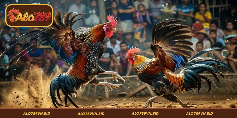 Đá Gà Thomo ALO789 – Luật Chơi, Kèo Cược Và Cách Tham Gia 4 Các hình thức cược đá gà Thomo ALO789 thường gặp
