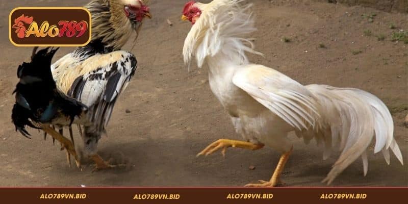 Kết Quả Đá Gà Thomo ALO789 - Cập Nhật Tức Thì, Minh Bạch 4 Cách phân tích chiến lược dựa trên kết quả đá gà Thomo ALO789
