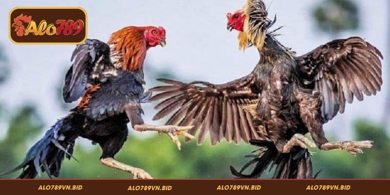 Phân Tích Phả Hệ Gà Chọi ALO789 Chính Xác, Hiệu Quả 3 Cách phân tích phả hệ gà chọi ALO789 dễ dàng