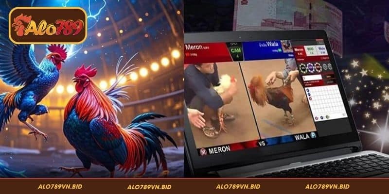 Stream 4K Đá Gà ALO789 - Trải Nghiệm Sàn Đấu Cực Chất 2 Giới thiệu vài nét về stream 4K