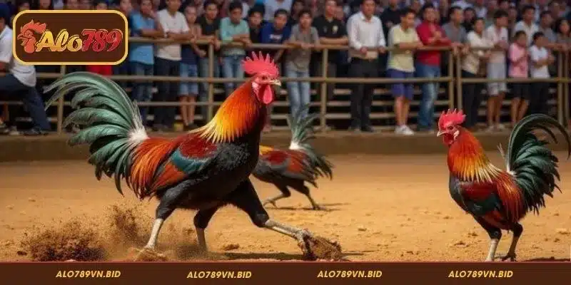Araneta Coliseum ALO789 - Trường Gà Đẳng Cấp, Kèo Cược Hấp Dẫn 2 Giới thiệu về Araneta Coliseum ALO789