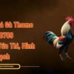 Kết Quả Đá Gà Thomo ALO789