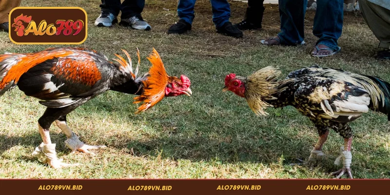 Đá Gà Thomo ALO789 – Luật Chơi, Kèo Cược Và Cách Tham Gia 2 Khái niệm cơ bản về đá gà Thomo ALO789