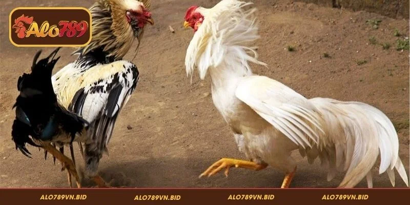 SV388 ALO789 - Trường Gà Thomo Lớn Tại Đông Nam Á 4 Kinh nghiệm đặt cược SV388 ALO789 giúp tăng tỷ lệ thắng