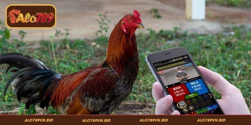 Lợi ích khi theo dõi kiến thức & chiến thuật ALO789