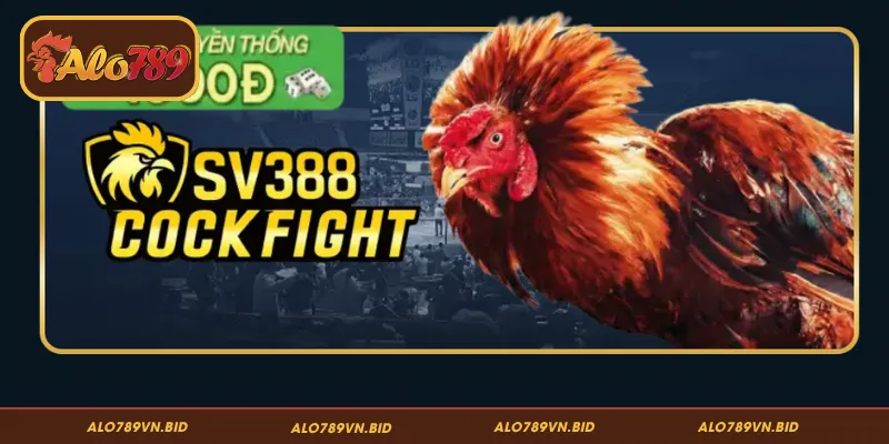 Đá Gà ALO789 – Đấu Trường Rực Lửa, Cuốn Hút Từng Giây 2 Lý do đá gà ALO789 lại chiếm trọn niềm tin của cộng đồng
