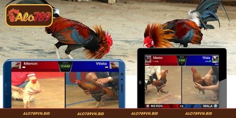Stream 4K Đá Gà ALO789 - Trải Nghiệm Sàn Đấu Cực Chất 3 Lý do stream 4K đá gà ALO789 được ưa chuộng