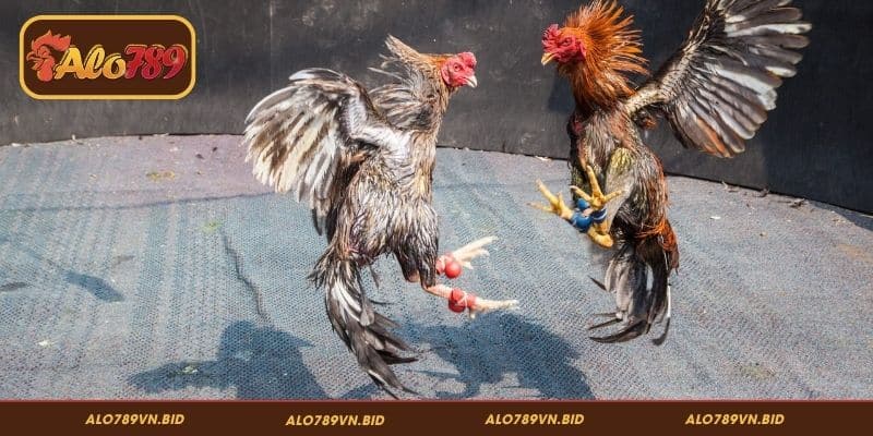 Bí Kíp Cược Đá Gà Thắng ALO789, Nhận Thưởng Liền Tay 2 Phân tích lịch sử - Bí kíp cược đá gà thắng ALO789