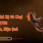 Phân Tích Phả Hệ Gà Chọi ALO789