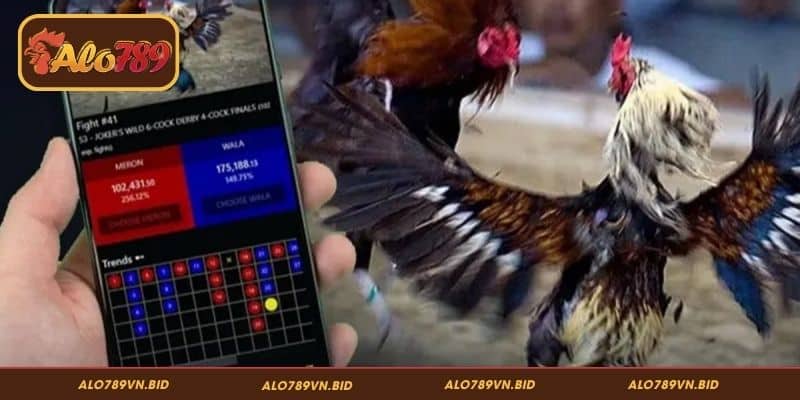 Kết Quả Đá Gà Thomo ALO789 - Cập Nhật Tức Thì, Minh Bạch 2 Thomo – Sảnh đá gà trực tuyến nổi bật tại ALO789