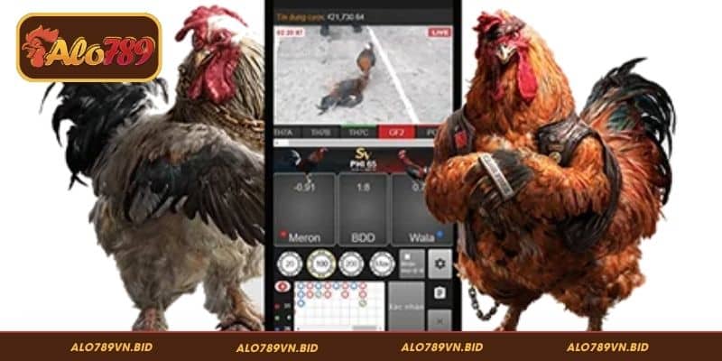 Bí Kíp Cược Đá Gà Thắng ALO789, Nhận Thưởng Liền Tay 3 Tìm hiểu thông tin về gà chiến ALO789 cập nhật