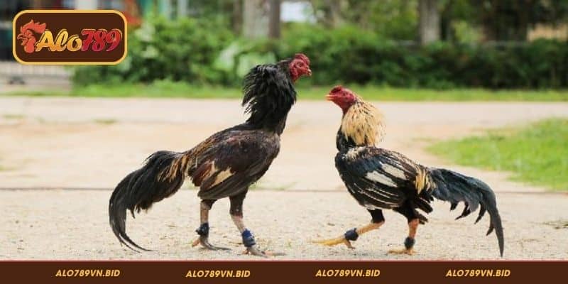 Bí Kíp Cược Đá Gà Thắng ALO789, Nhận Thưởng Liền Tay 4 Tránh rủi ro của thành viên cá cược đá gà trước
