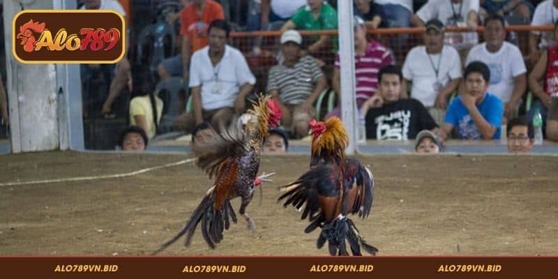 Phân Tích Phả Hệ Gà Chọi ALO789 Chính Xác, Hiệu Quả 2 Vai trò của phả hệ gà chọi khi cá cược đá gà ALO789